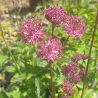 Astrantia major 'Claret'
